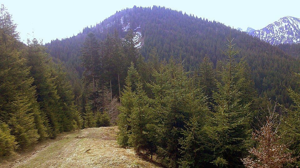 Sattelkopf