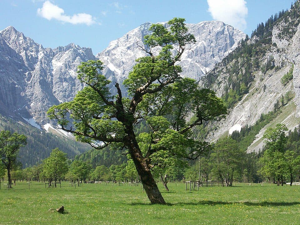 Großer Ahornboden
