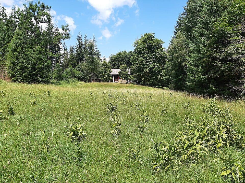 Hochmoore im Kemptener Wald — Foto 3