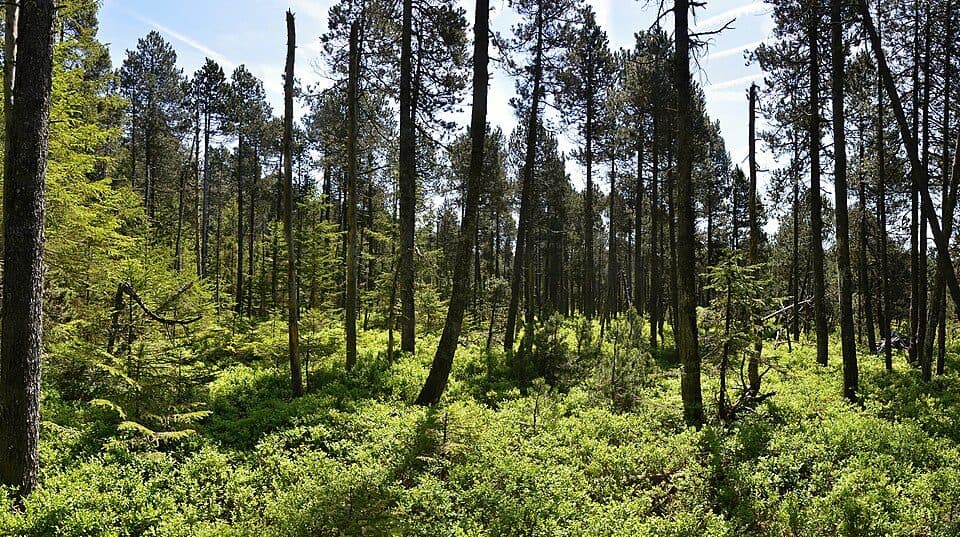 Schönleitenmoos im Wierlinger Forst — zdjęcie 2