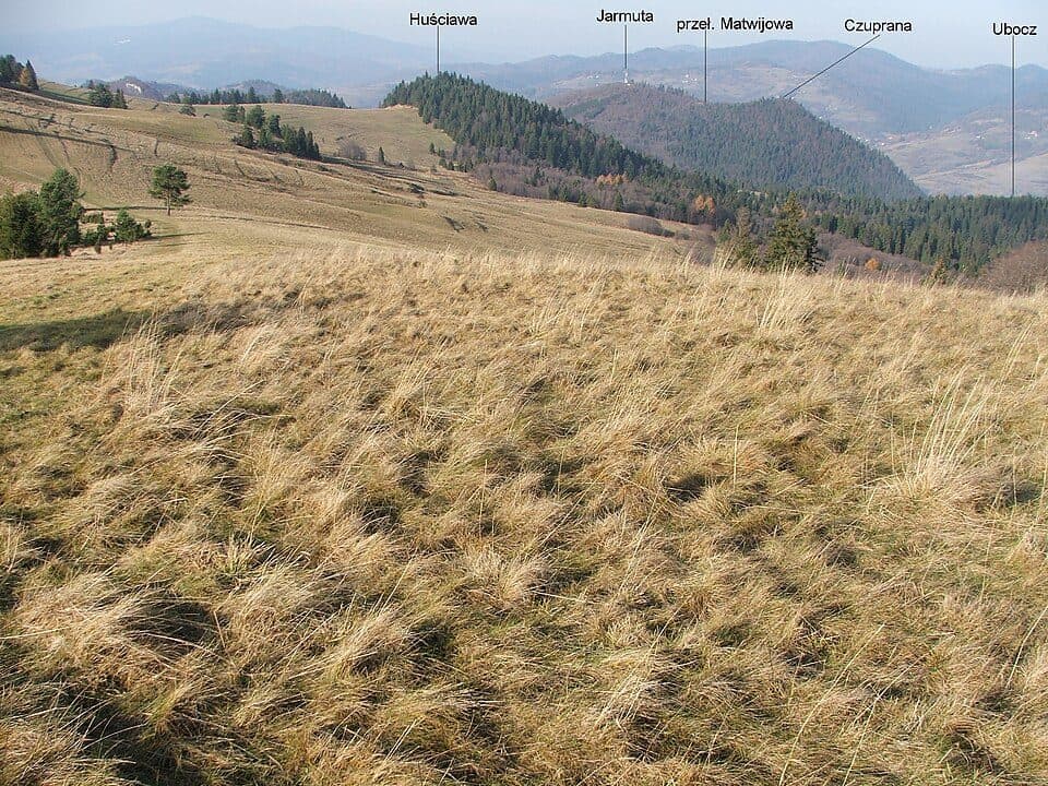 Huściawa
