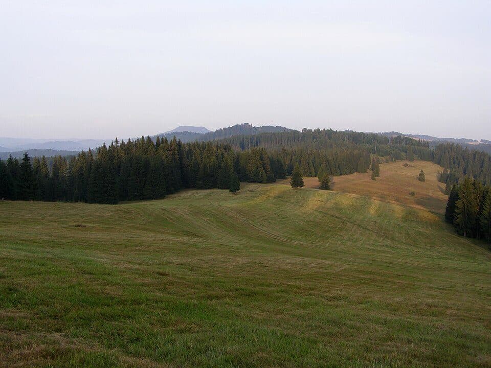 Obrubowaniec