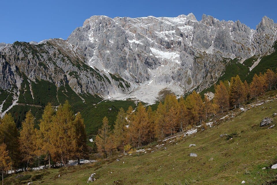 Lamkopf