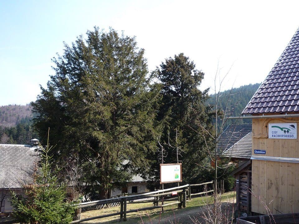Cisy Raciborskiego