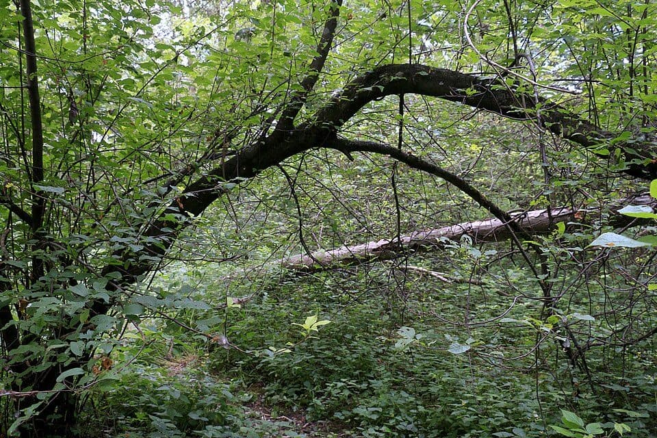 Itzlinger Au — zdjęcie 3