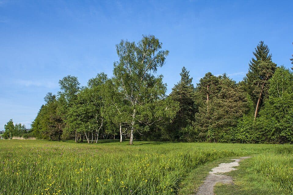 Samer Mösl