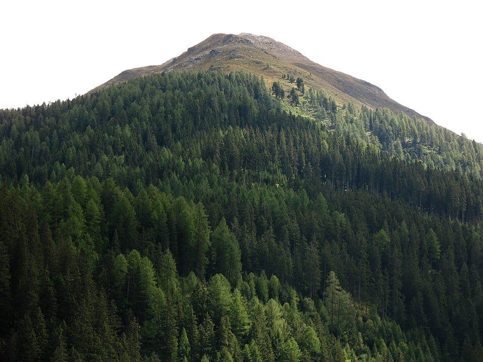 Mooskopf