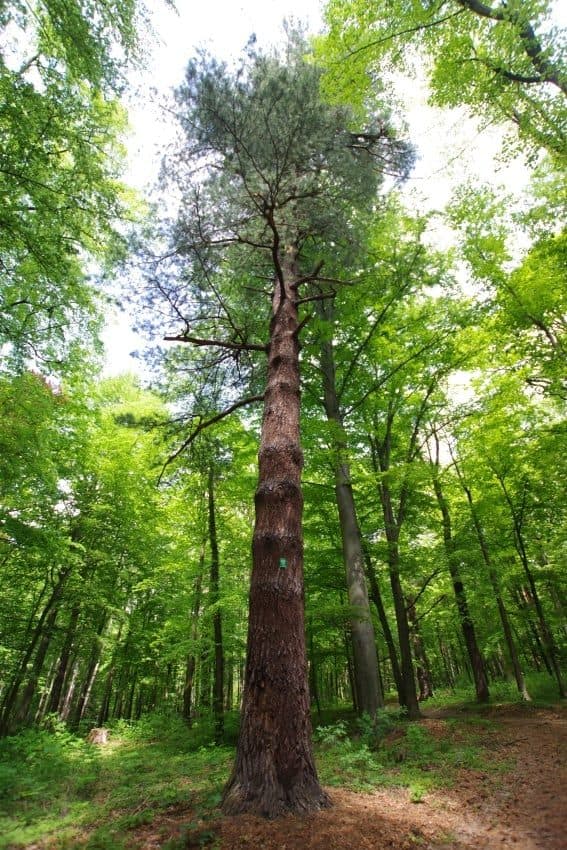 Pałac w Kamieńcu Ząbkowickim — zdjęcie 2
