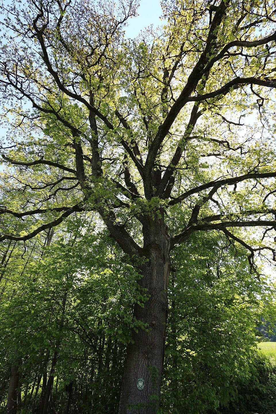 Hirschlacke — fotografie 2