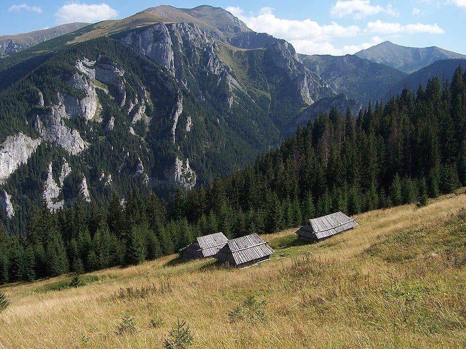 Ciemniak — zdjęcie 2