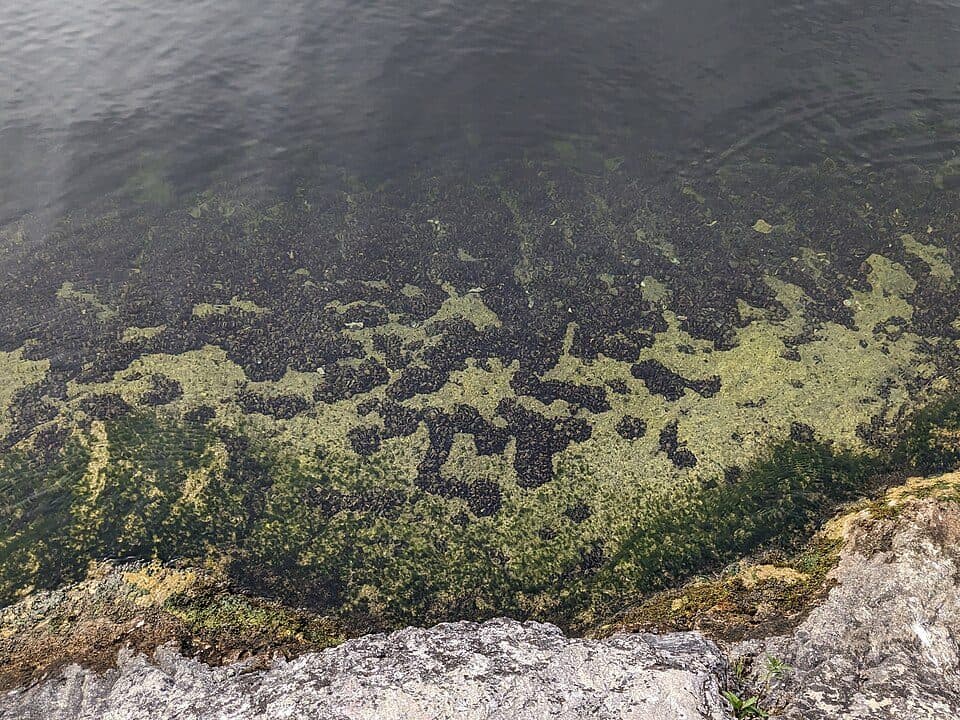Traunsee — Foto 2