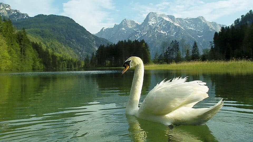 Almsee — Foto 3