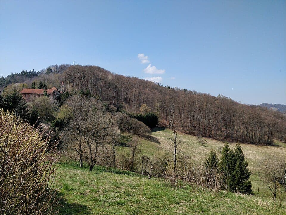Samotni bor — zdjęcie 2