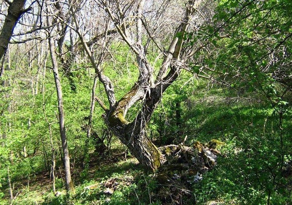 P▙ (Szalamandra ház – Szádvár)