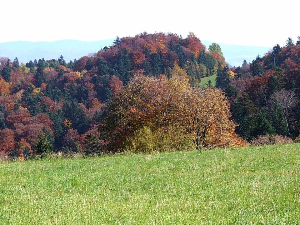 Wysoki Dział (Pieniny)