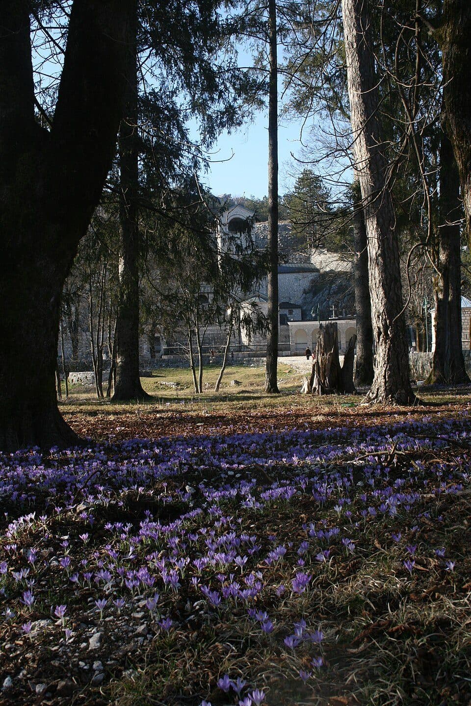 Muzeum Króla Nikoli I Petrovicia — zdjęcie 2