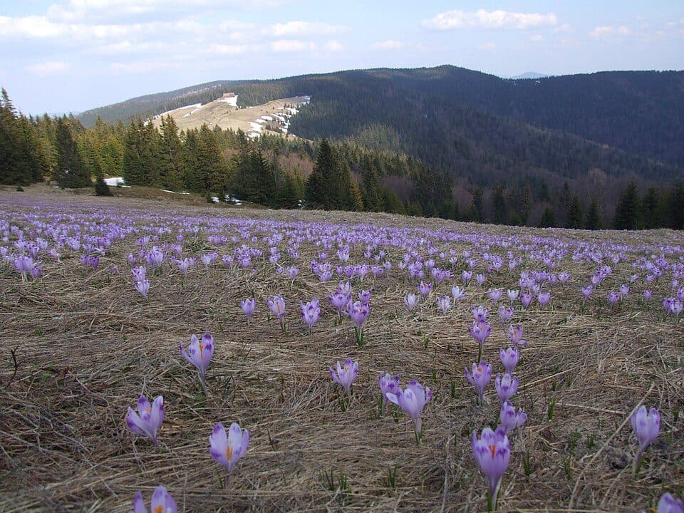 Turbacz — zdjęcie 3