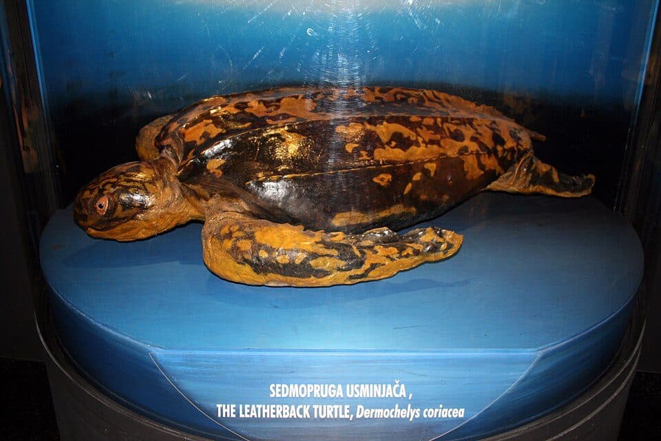 Přírodovědné muzeum Rijeka — fotografie 3