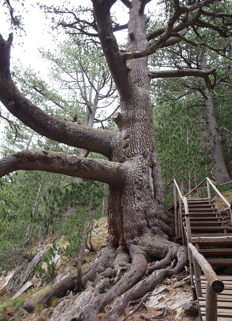 Baikushev's Pine — fotografie 2