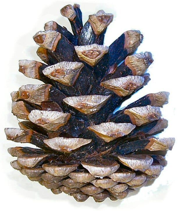 Baikushev's Pine — fotografie 3