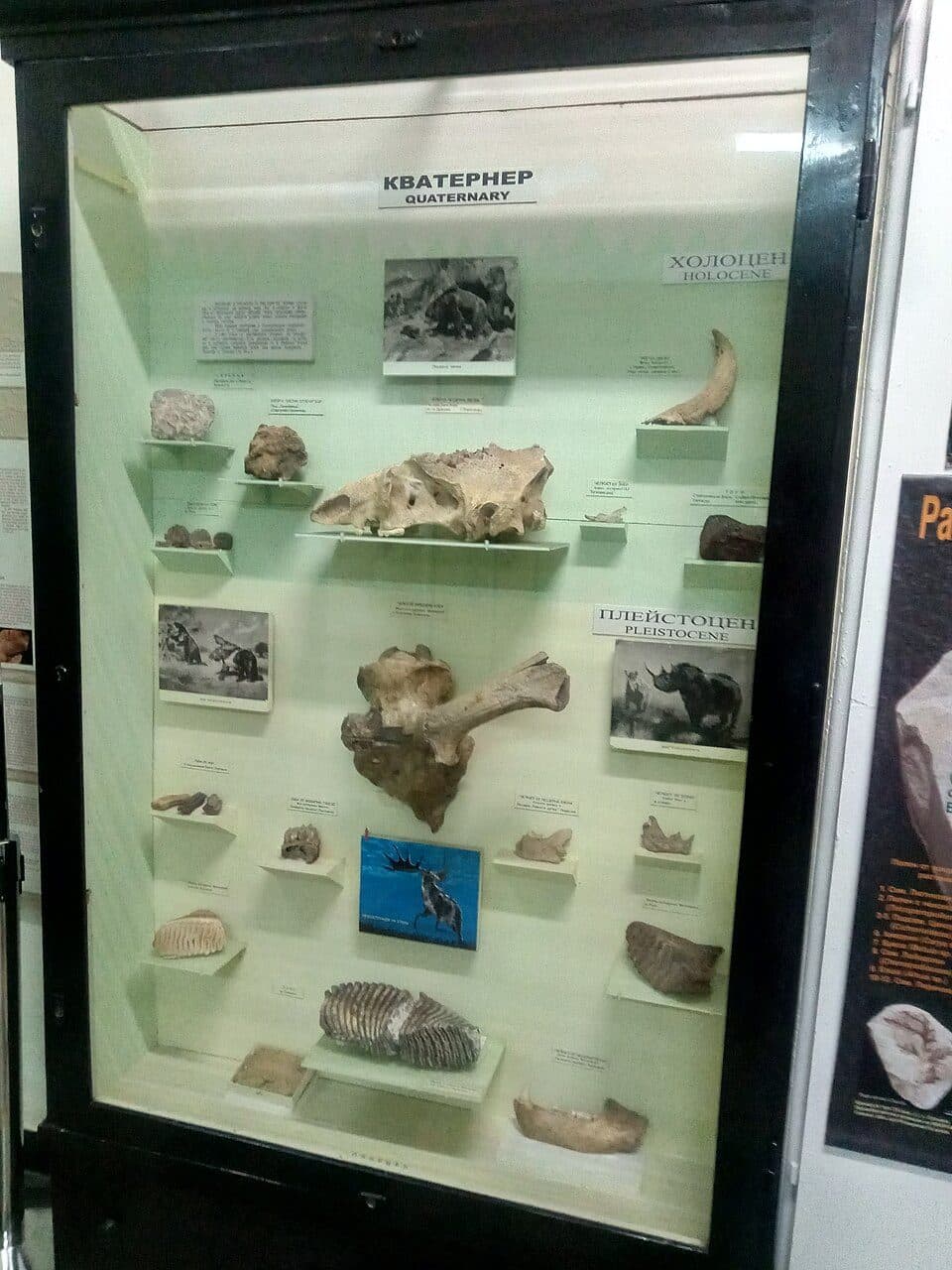 National Museum of Natural History, Sofia — fotografie 2