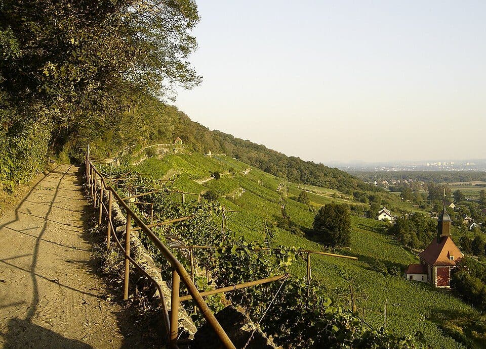 Sächsischer Weinwanderweg