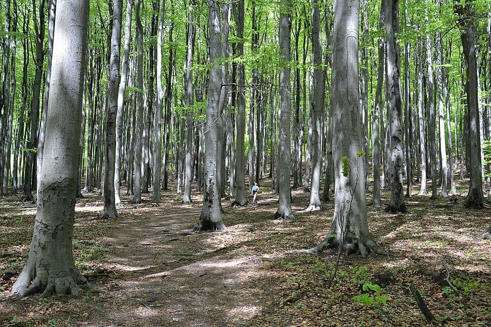 Zabité - Záruby, rázc.