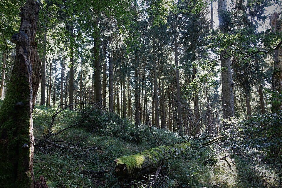 Waldgebiet-Rundweg