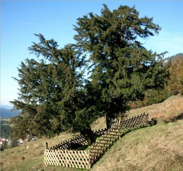 2000-jährige Eibe