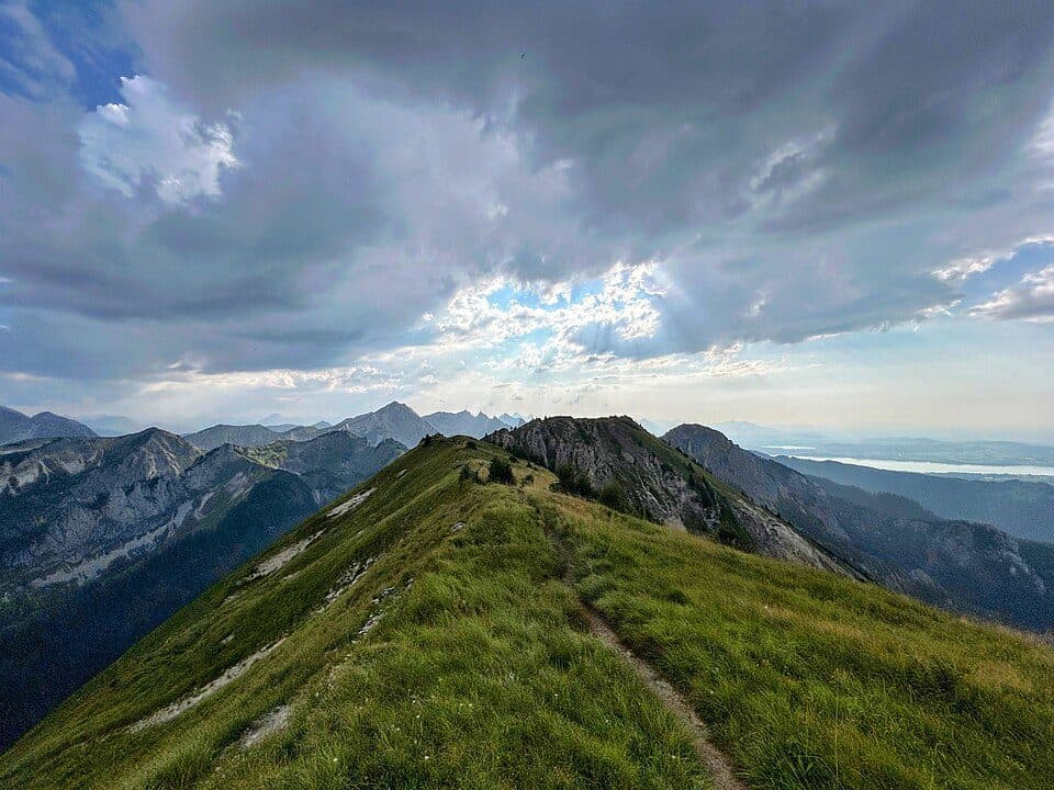 Feigenkopf
