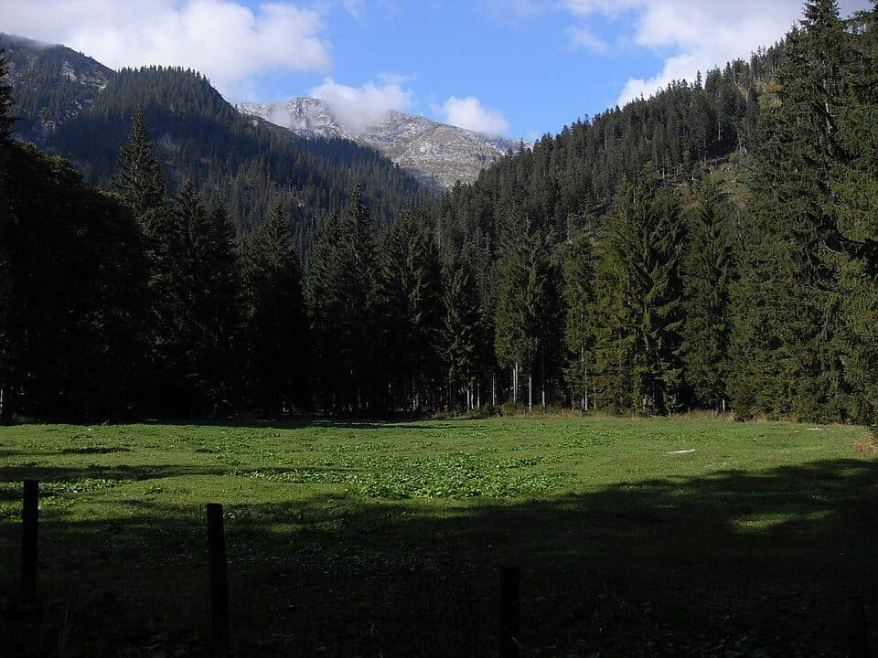 Ammer Saddle