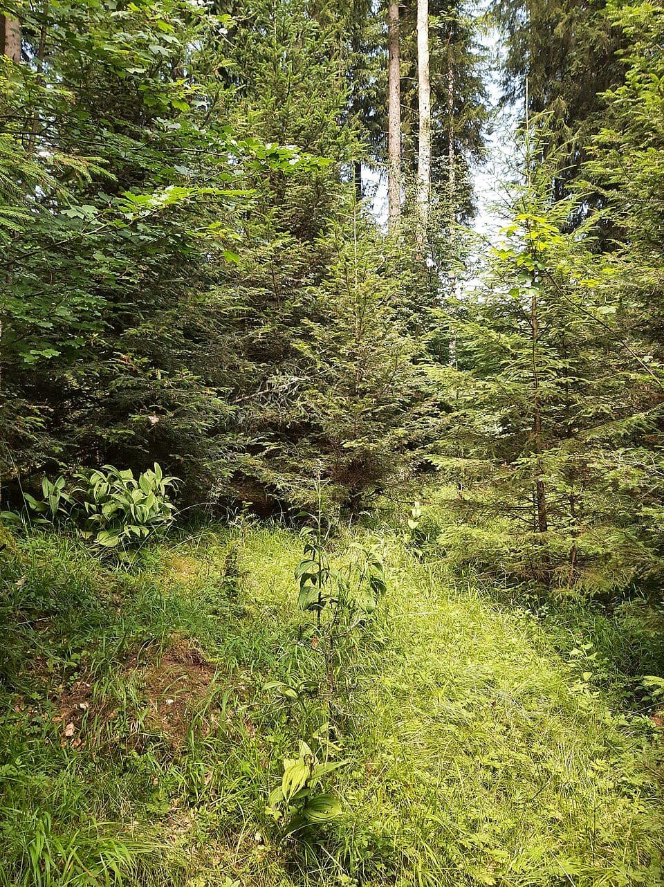 Hochmoore im Kemptener Wald