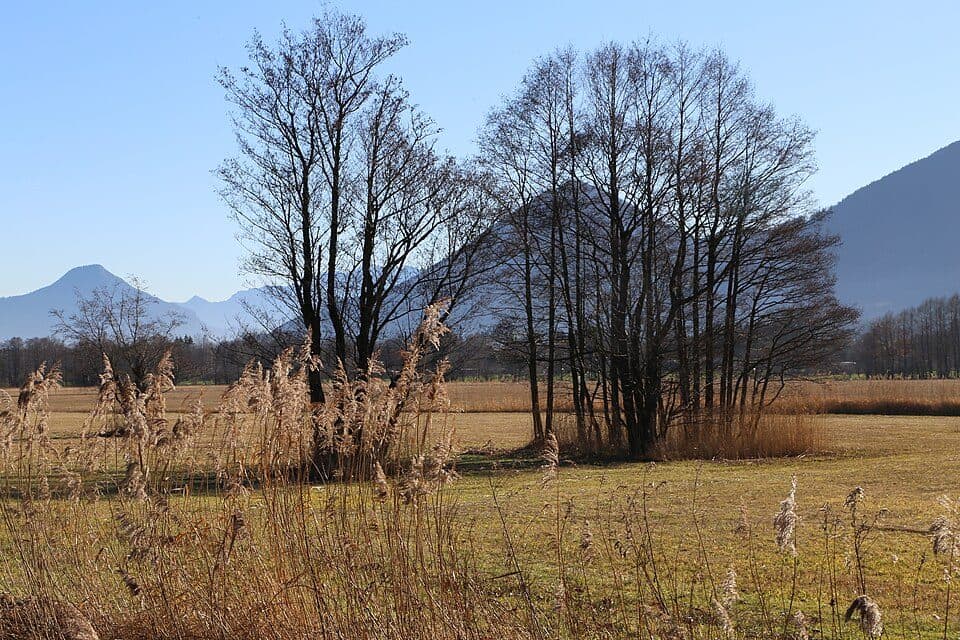 Auer Weidmoos