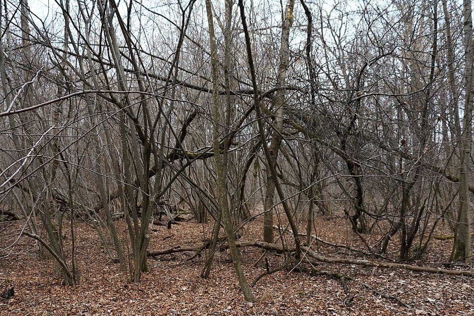 Itzlinger Au