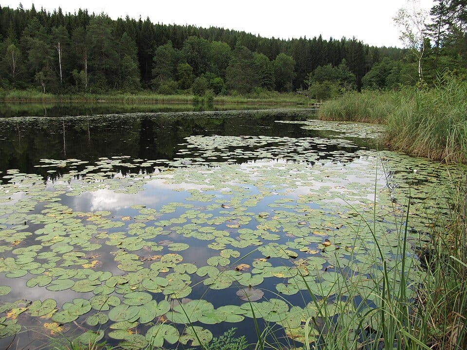 Kleiner See