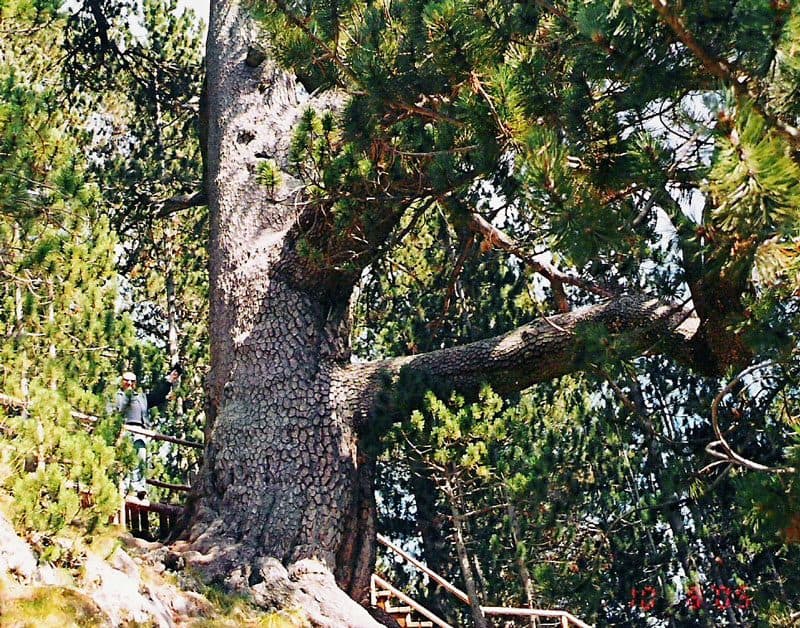 Sosna Bajkuszewa