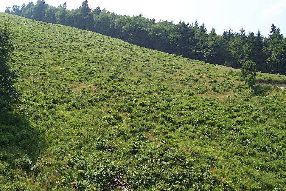 Kamienica MZK (pętla) - Olszówka Górna - Przełęcz Dylówki