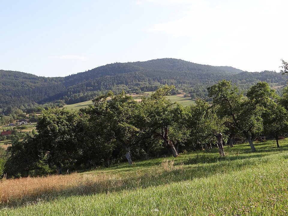 Żurawnica