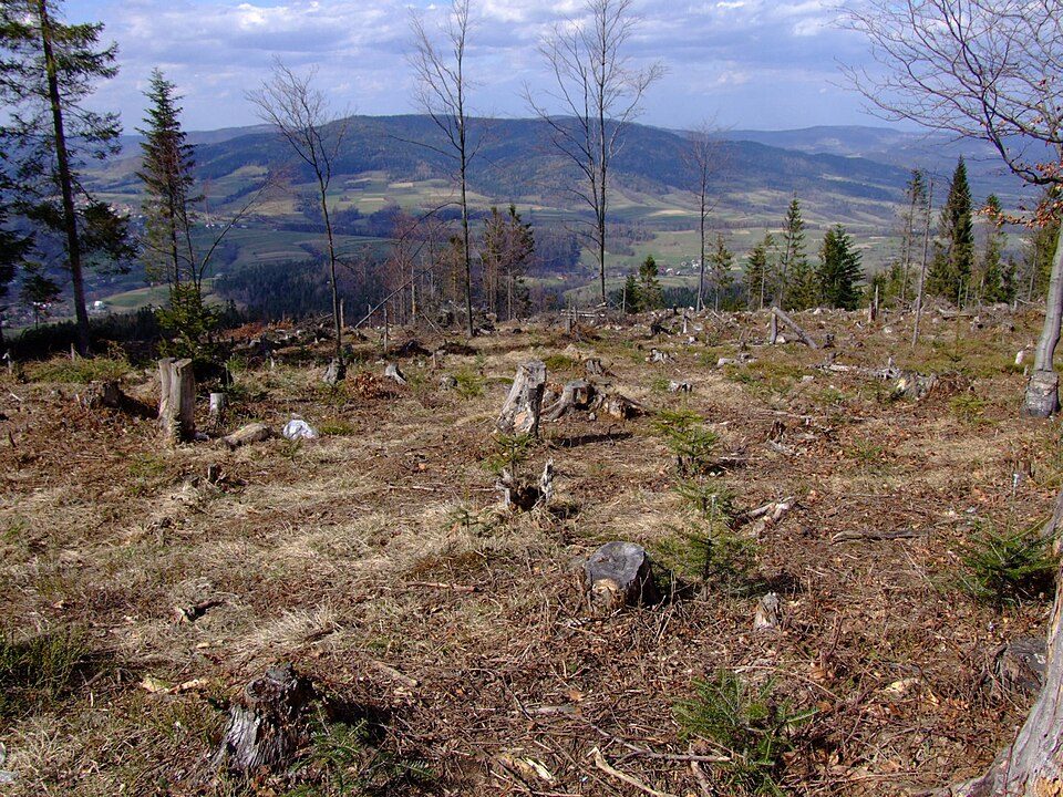 Zębalowa