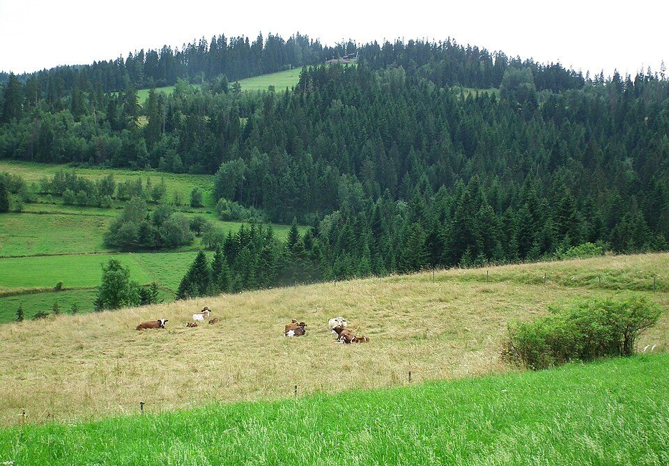 Maciejowa