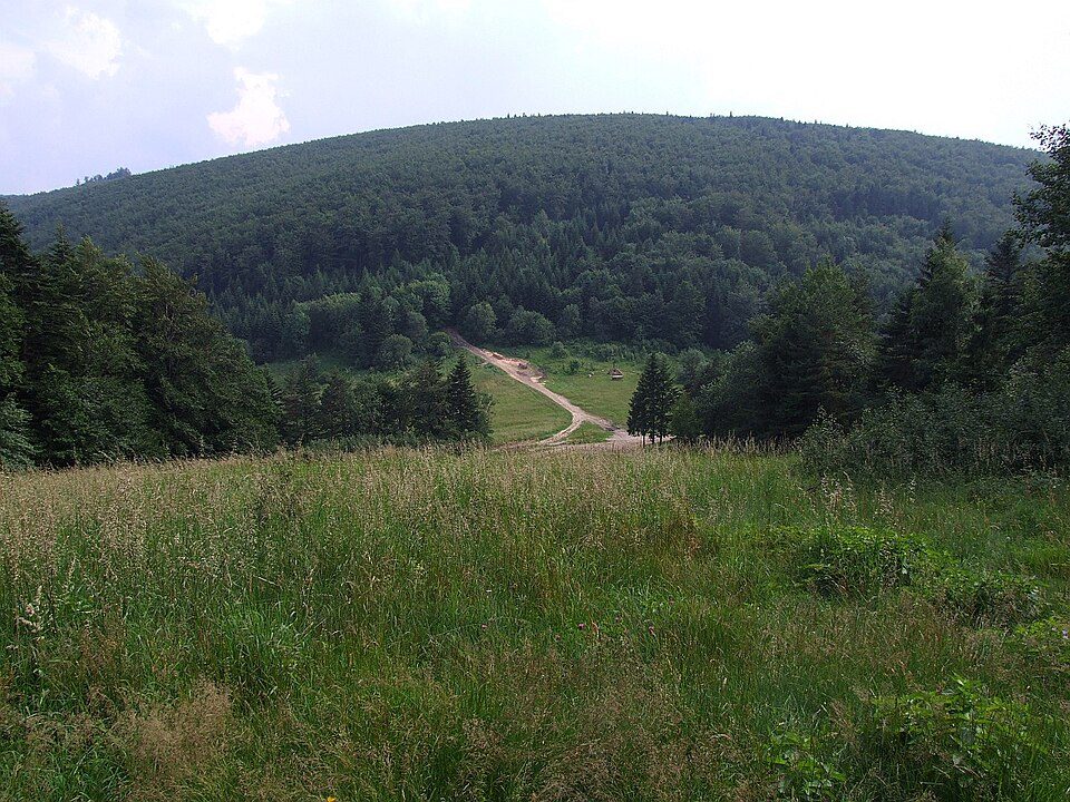 Kudłacze - Łysina