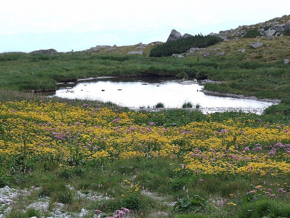 Kwietnicowy Staw
