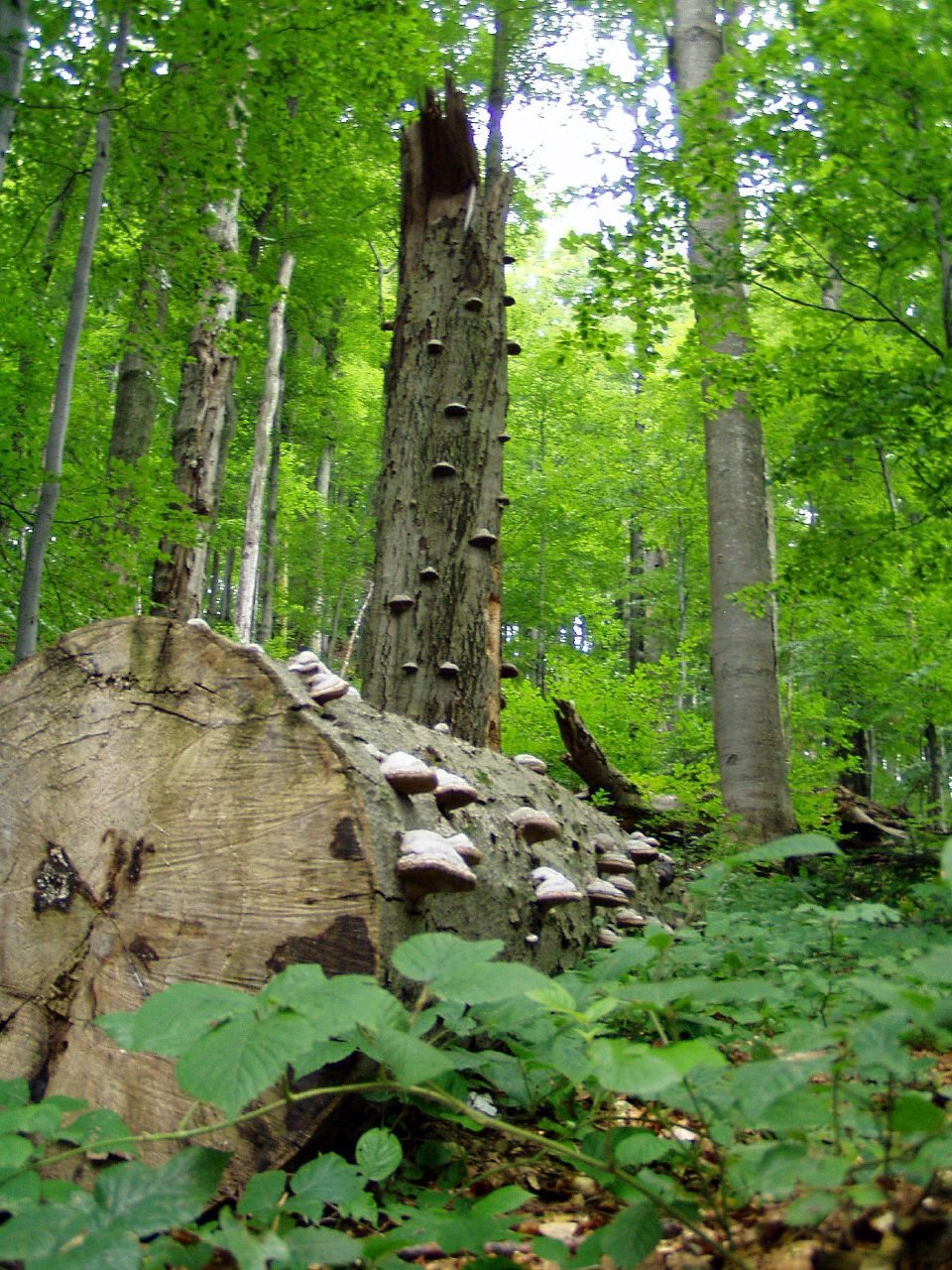 Przełęcz pod Tarnicą - Tarnica