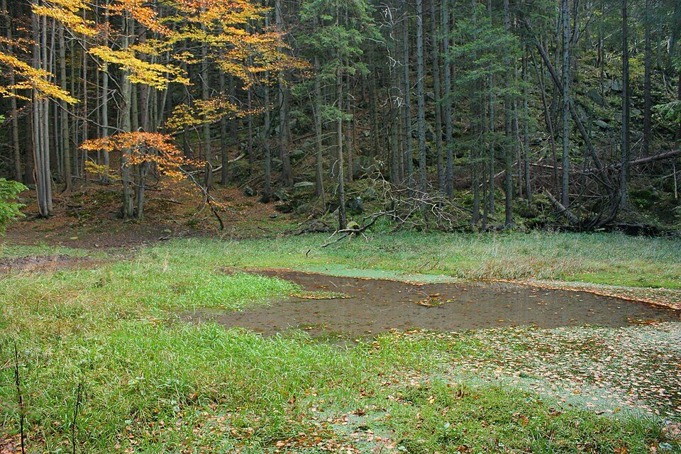 Marków Stawek