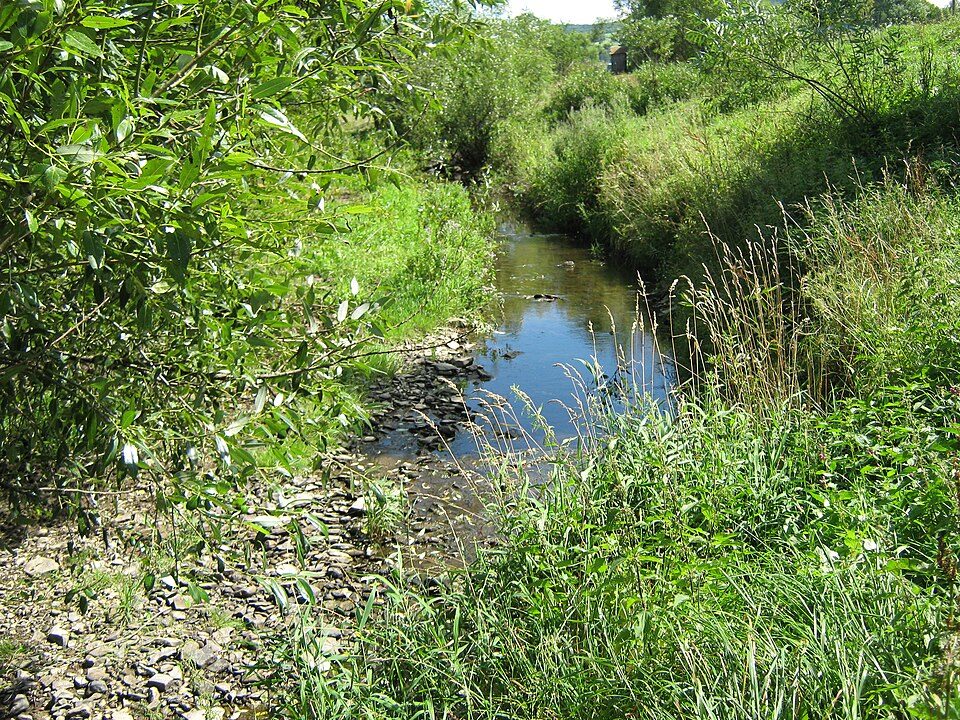 Ożenna - Las Roztoki