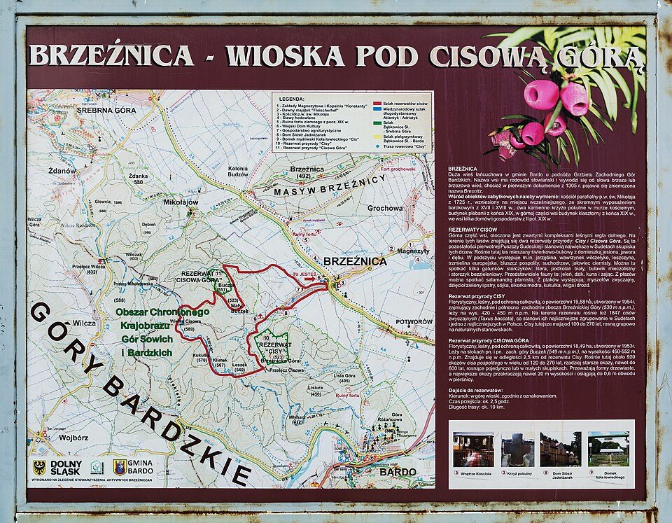 Rezerwat przyrody Cisy