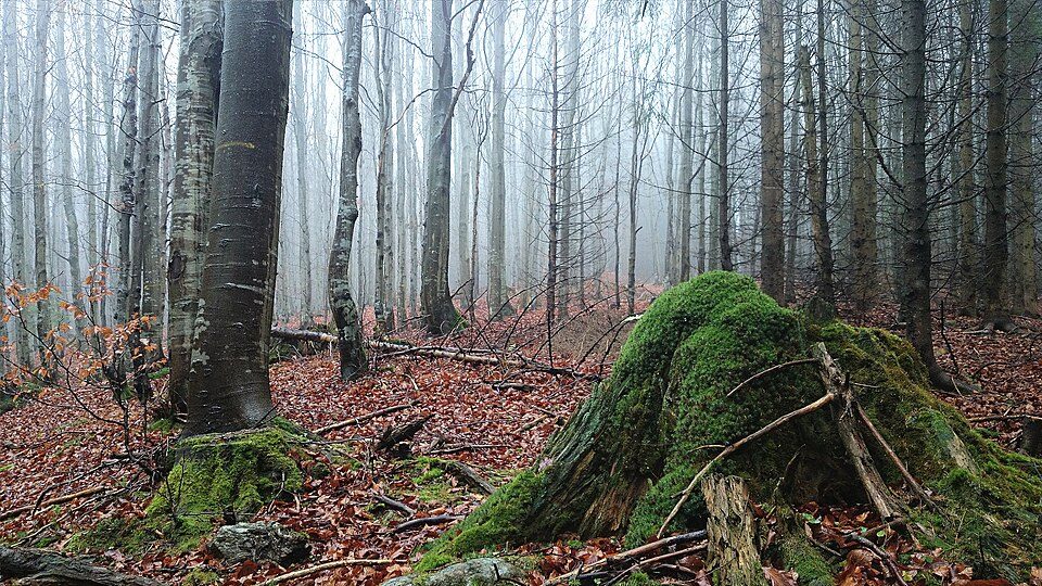 Rezerwat przyrody Jelení bučina