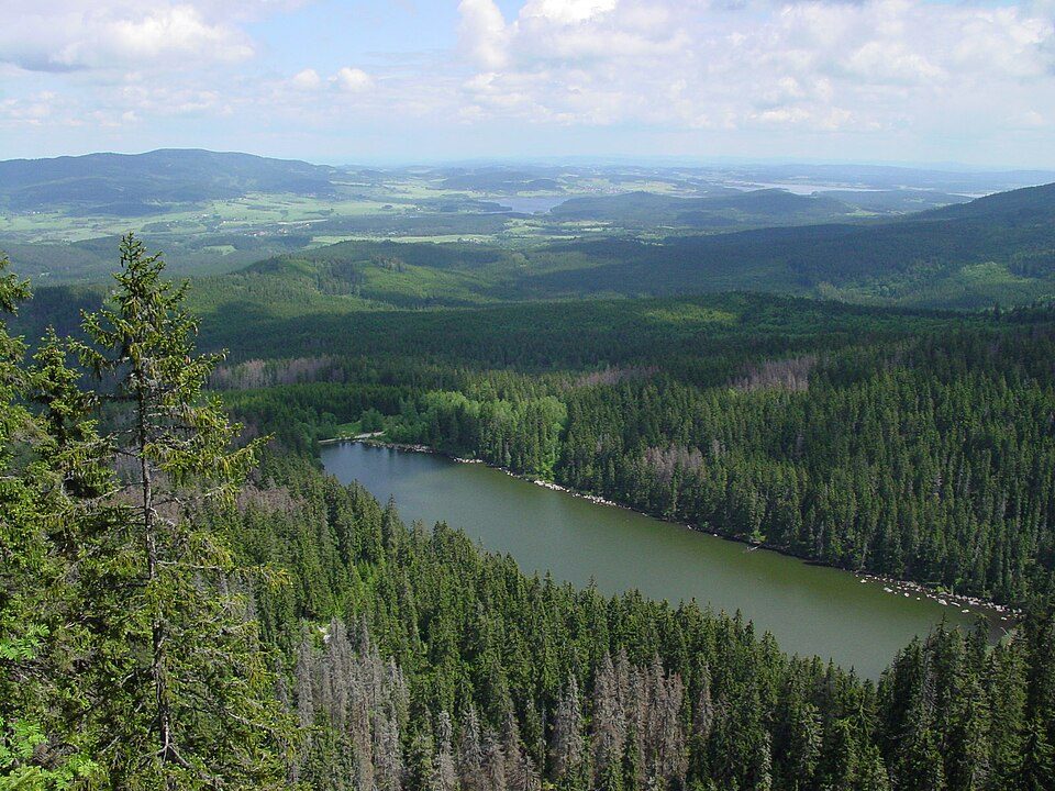 Babočka osiková - Dějiny a příběhy