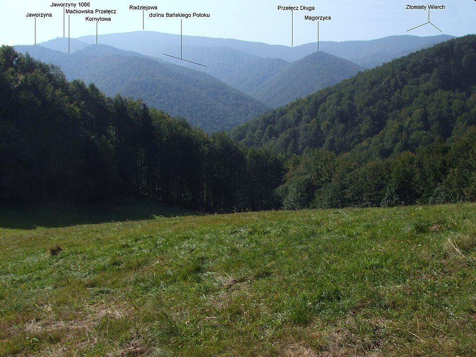 Magorzyca