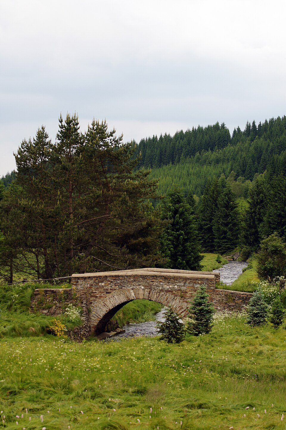 Ww Grüner Graben - grün markierten Weg bei Reitzenhain